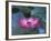 Red Lotus Flower, Hangzhou, Zhejiang Province, China-Keren Su-Framed Photographic Print