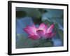 Red Lotus Flower, Hangzhou, Zhejiang Province, China-Keren Su-Framed Photographic Print