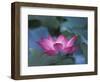 Red Lotus Flower, Hangzhou, Zhejiang Province, China-Keren Su-Framed Photographic Print