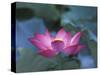 Red Lotus Flower, Hangzhou, Zhejiang Province, China-Keren Su-Stretched Canvas