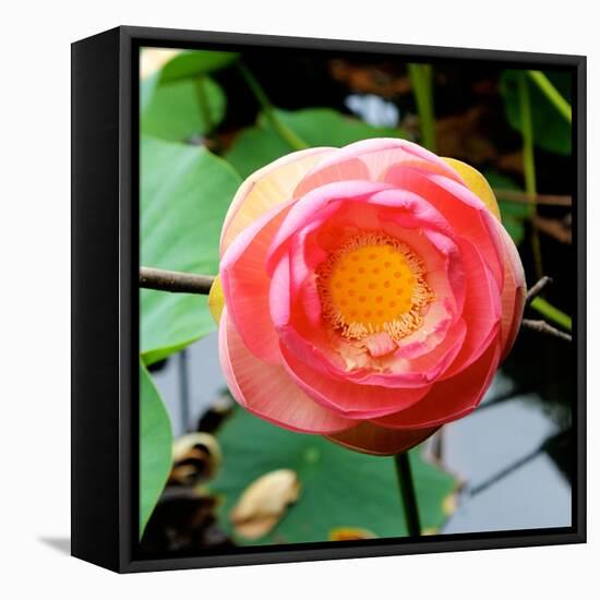 Red Lotus I-Jairo Rodriguez-Framed Stretched Canvas