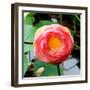 Red Lotus I-Jairo Rodriguez-Framed Photographic Print