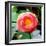 Red Lotus I-Jairo Rodriguez-Framed Photographic Print