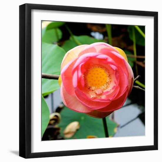 Red Lotus I-Jairo Rodriguez-Framed Photographic Print