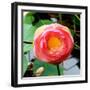 Red Lotus I-Jairo Rodriguez-Framed Photographic Print