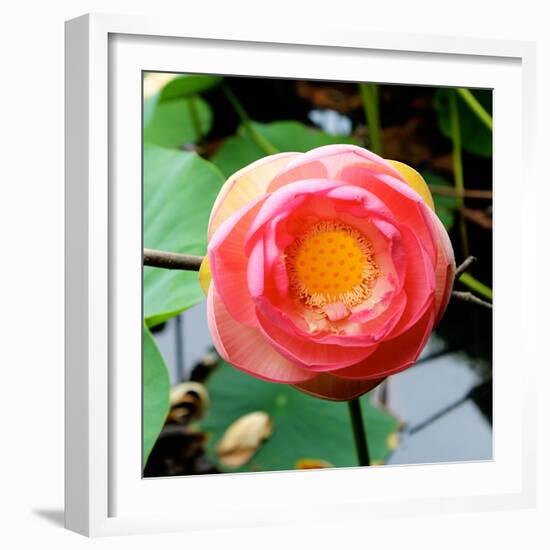 Red Lotus I-Jairo Rodriguez-Framed Photographic Print