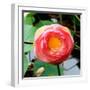 Red Lotus I-Jairo Rodriguez-Framed Photographic Print