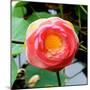 Red Lotus I-Jairo Rodriguez-Mounted Photographic Print