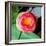 Red Lotus II-Jairo Rodriguez-Framed Photographic Print