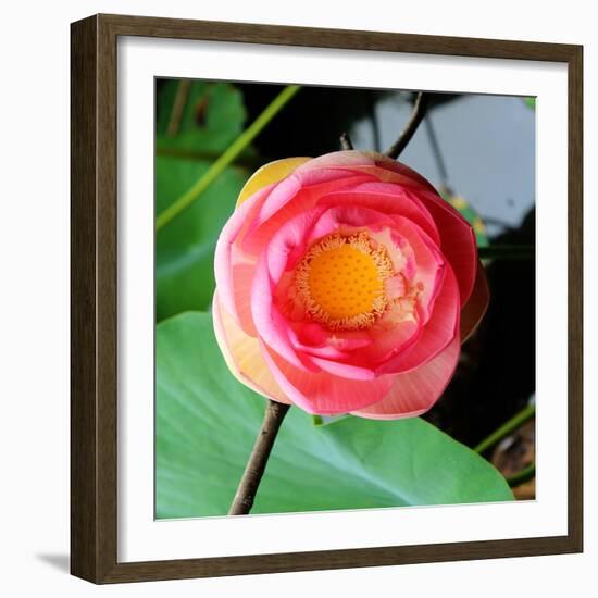 Red Lotus II-Jairo Rodriguez-Framed Photographic Print