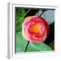 Red Lotus II-Jairo Rodriguez-Framed Photographic Print