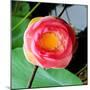 Red Lotus II-Jairo Rodriguez-Mounted Photographic Print