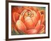 Red Lotus II-Patricia Pinto-Framed Art Print