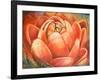 Red Lotus II-Patricia Pinto-Framed Art Print