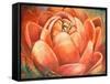 Red Lotus II-Patricia Pinto-Framed Stretched Canvas