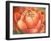 Red Lotus II-Patricia Pinto-Framed Art Print