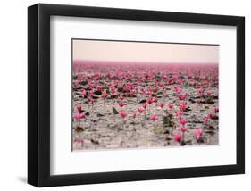 Red Lotus Udornthani Thailand-null-Framed Art Print