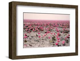 Red Lotus Udornthani Thailand-null-Framed Art Print