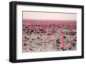 Red Lotus Udornthani Thailand-null-Framed Art Print
