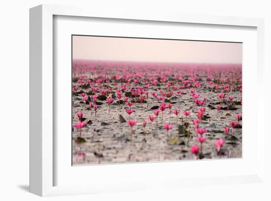 Red Lotus Udornthani Thailand-null-Framed Art Print