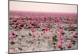 Red Lotus Udornthani Thailand-null-Mounted Art Print