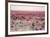 Red Lotus Udornthani Thailand-null-Framed Art Print