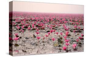 Red Lotus Udornthani Thailand-null-Stretched Canvas