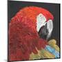 Red Macaw Parrot-Kirstie Adamson-Mounted Giclee Print