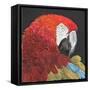 Red Macaw Parrot-Kirstie Adamson-Framed Stretched Canvas
