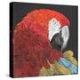 Red Macaw Parrot-Kirstie Adamson-Stretched Canvas