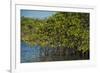 Red Mangrove (Rhizophora Mangle), Galapagos Islands, Ecuador-Pete Oxford-Framed Photographic Print