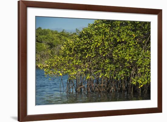 Red Mangrove (Rhizophora Mangle), Galapagos Islands, Ecuador-Pete Oxford-Framed Photographic Print