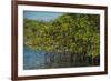 Red Mangrove (Rhizophora Mangle), Galapagos Islands, Ecuador-Pete Oxford-Framed Photographic Print