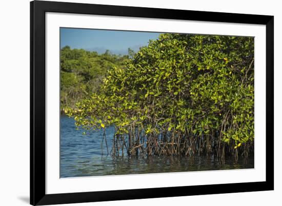 Red Mangrove (Rhizophora Mangle), Galapagos Islands, Ecuador-Pete Oxford-Framed Photographic Print