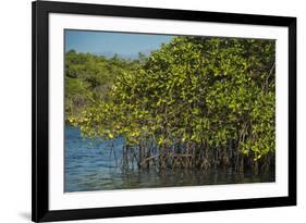 Red Mangrove (Rhizophora Mangle), Galapagos Islands, Ecuador-Pete Oxford-Framed Photographic Print