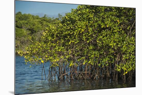 Red Mangrove (Rhizophora Mangle), Galapagos Islands, Ecuador-Pete Oxford-Mounted Photographic Print
