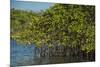 Red Mangrove (Rhizophora Mangle), Galapagos Islands, Ecuador-Pete Oxford-Mounted Photographic Print