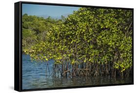 Red Mangrove (Rhizophora Mangle), Galapagos Islands, Ecuador-Pete Oxford-Framed Stretched Canvas