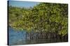 Red Mangrove (Rhizophora Mangle), Galapagos Islands, Ecuador-Pete Oxford-Stretched Canvas