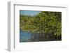 Red Mangrove (Rhizophora Mangle), Galapagos Islands, Ecuador-Pete Oxford-Framed Photographic Print