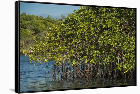 Red Mangrove (Rhizophora Mangle), Galapagos Islands, Ecuador-Pete Oxford-Framed Stretched Canvas