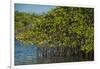 Red Mangrove (Rhizophora Mangle), Galapagos Islands, Ecuador-Pete Oxford-Framed Photographic Print