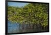 Red Mangrove (Rhizophora Mangle), Galapagos Islands, Ecuador-Pete Oxford-Framed Photographic Print