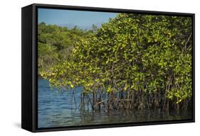 Red Mangrove (Rhizophora Mangle), Galapagos Islands, Ecuador-Pete Oxford-Framed Stretched Canvas