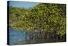 Red Mangrove (Rhizophora Mangle), Galapagos Islands, Ecuador-Pete Oxford-Stretched Canvas