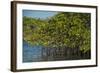 Red Mangrove (Rhizophora Mangle), Galapagos Islands, Ecuador-Pete Oxford-Framed Photographic Print