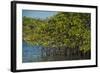 Red Mangrove (Rhizophora Mangle), Galapagos Islands, Ecuador-Pete Oxford-Framed Photographic Print