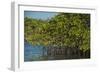 Red Mangrove (Rhizophora Mangle), Galapagos Islands, Ecuador-Pete Oxford-Framed Photographic Print