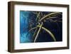 Red Mangrove (Rhizophora Mangle) in Sinkhole-Claudio Contreras-Framed Photographic Print