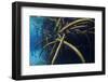 Red Mangrove (Rhizophora Mangle) in Sinkhole-Claudio Contreras-Framed Photographic Print